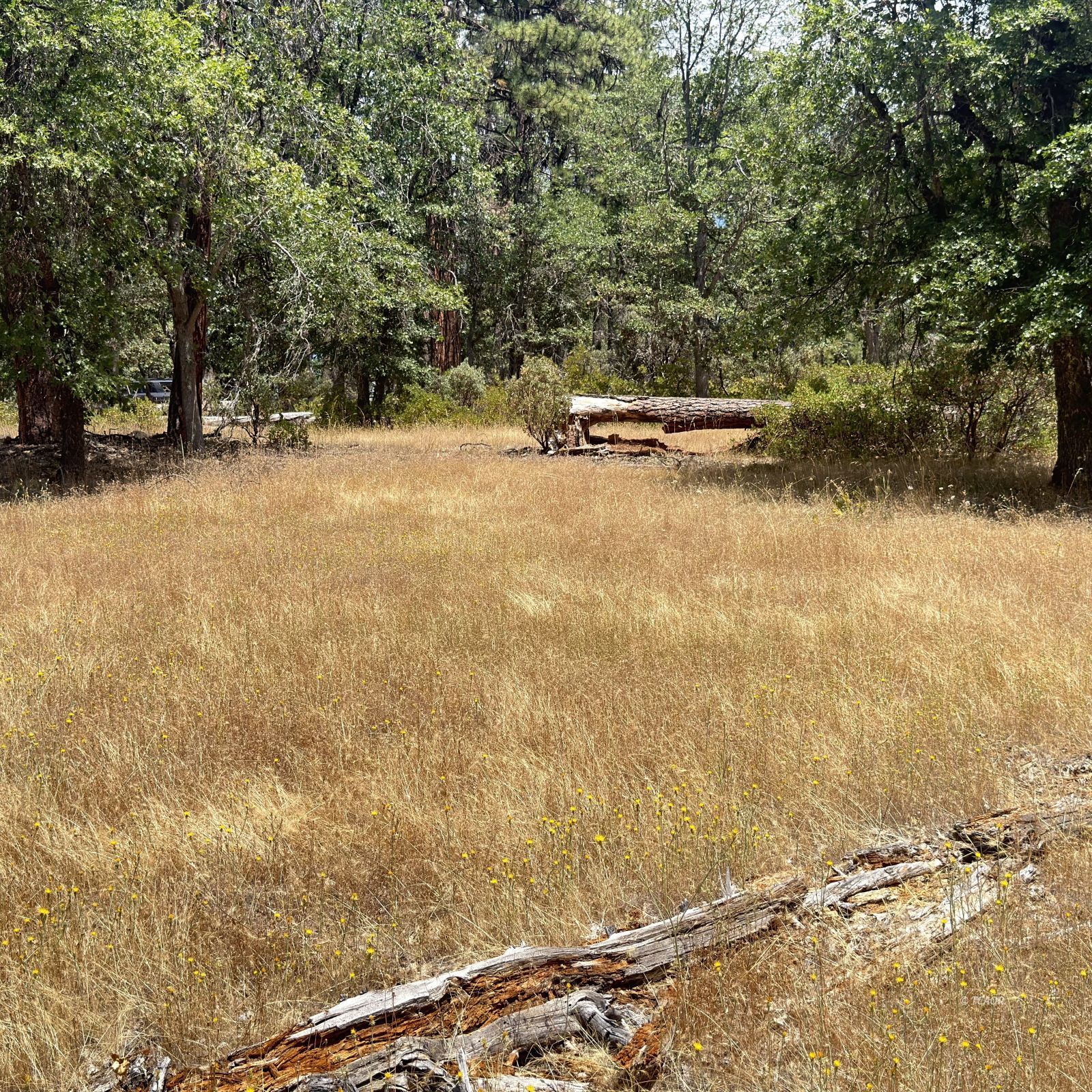 Land in Hayfork 4