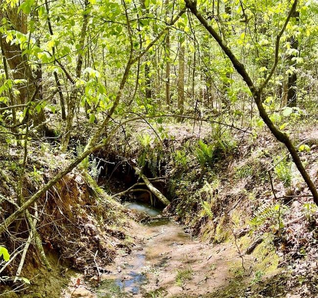 Creek | Image 34