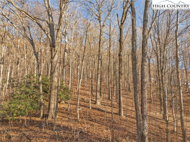 The beauty of mature timber and wildlife galore | Image 12