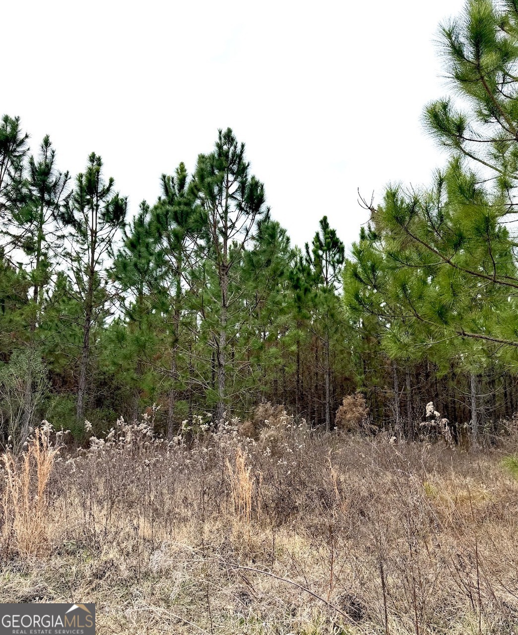 Land in Glennville 4