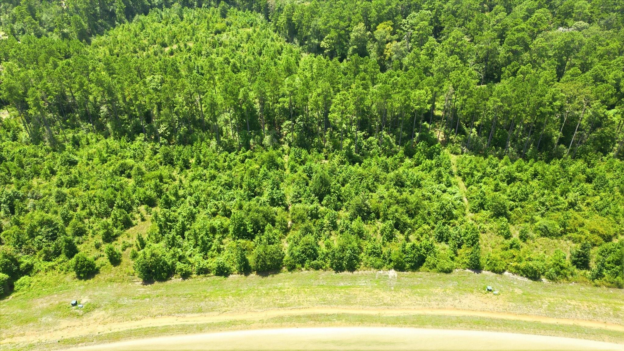 Land in Willis 3