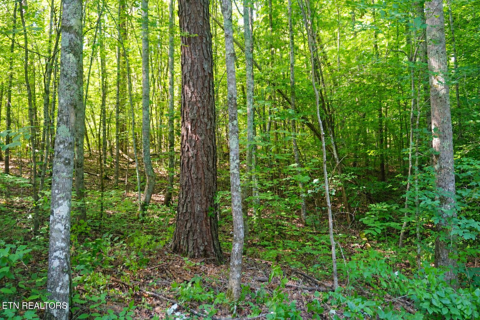 Land in Sevierville 4
