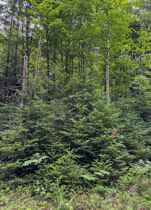 0000 Center Pond Rd, West Burke, VT, 05871 | Card Image