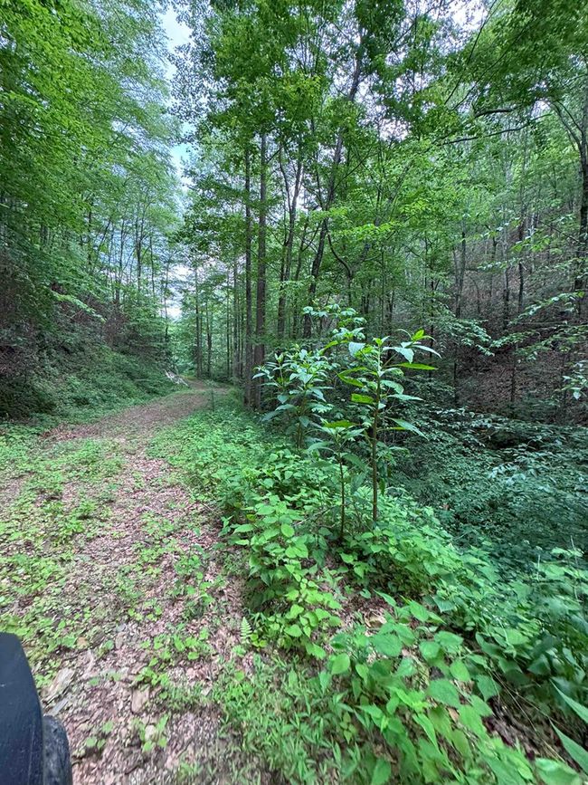 88 acres Bolden Branch Rd, Home with 0 bedrooms, 0 bathrooms and null parking in Andrews NC | Image 32