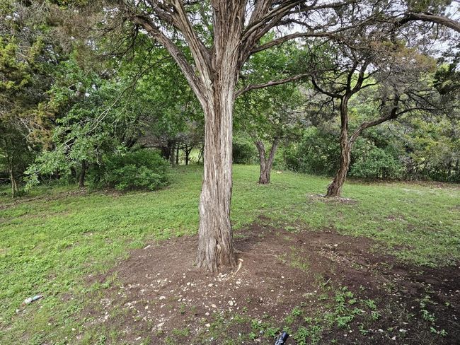 Trees around the home | Image 34