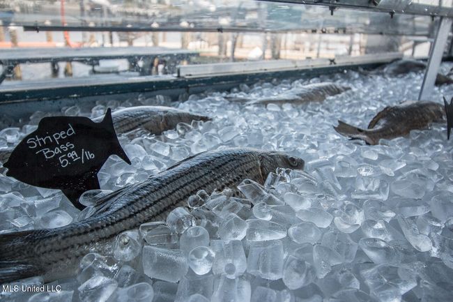 fish on ice | Image 5