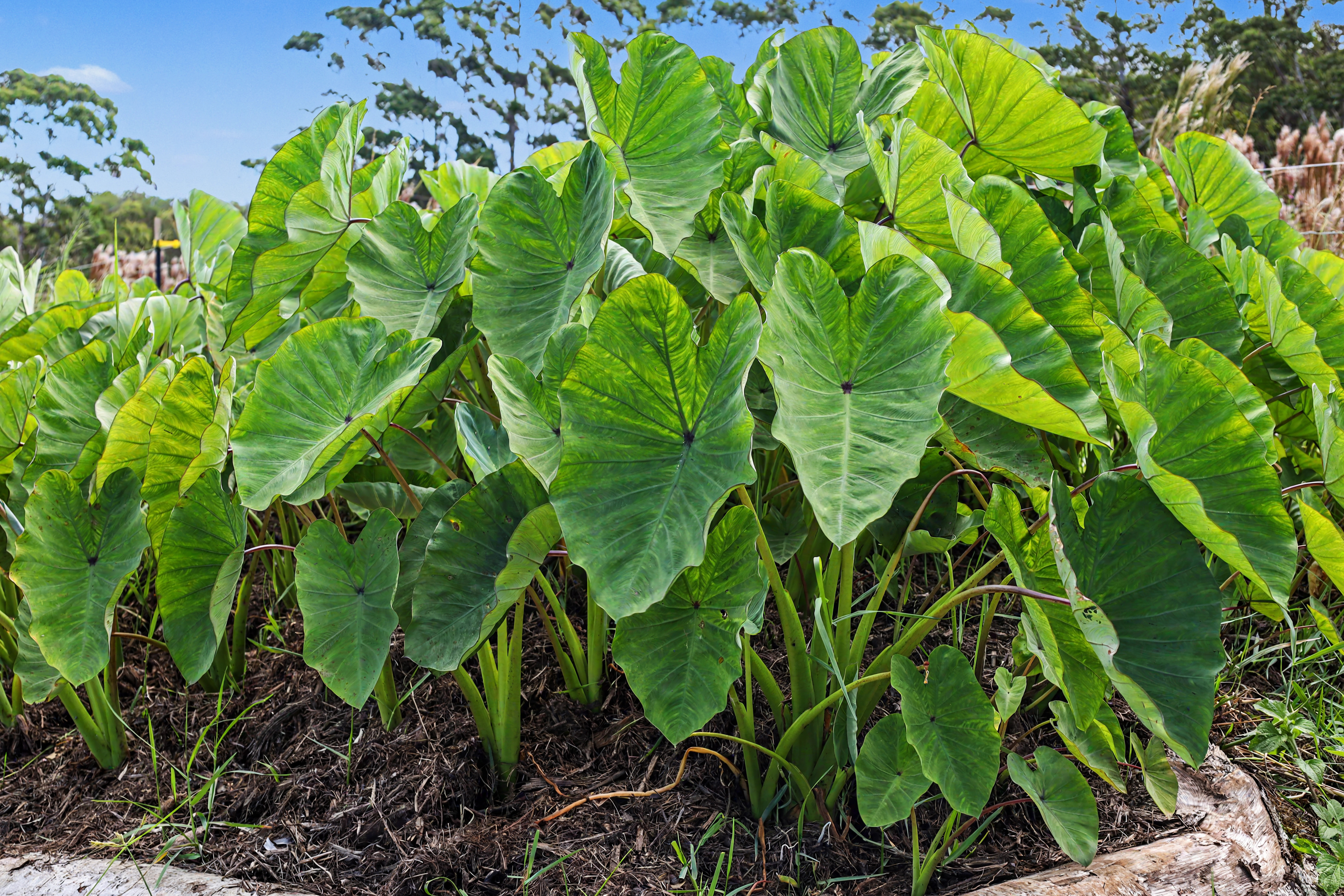 Land in Kurtistown