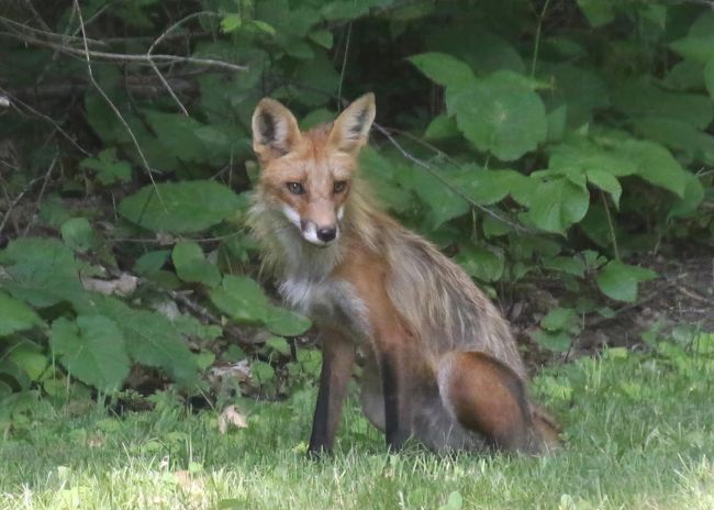 Freddy the Fox ! | Image 47