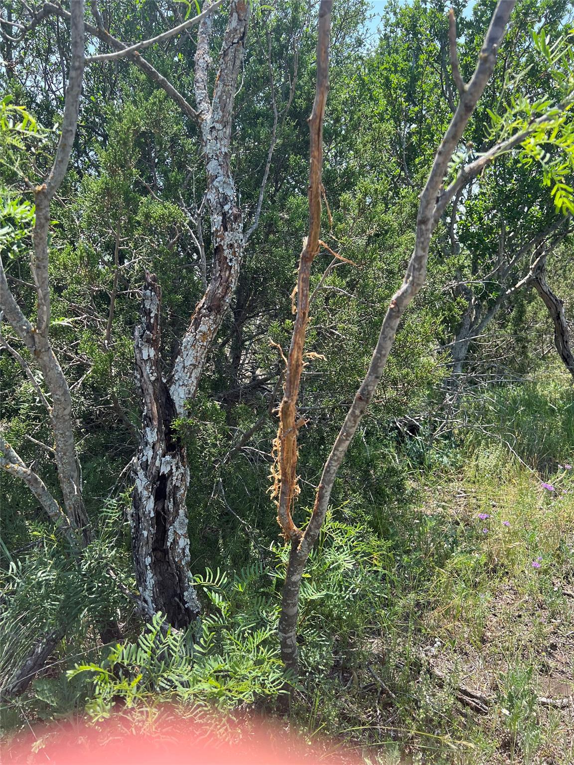 Land in Rocksprings 4