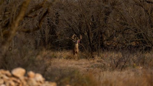 20775 County Road 1445, Paint Rock, TX, 76866 | Card Image