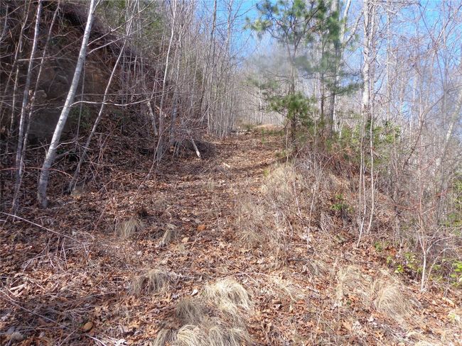 Logging roads | Image 5