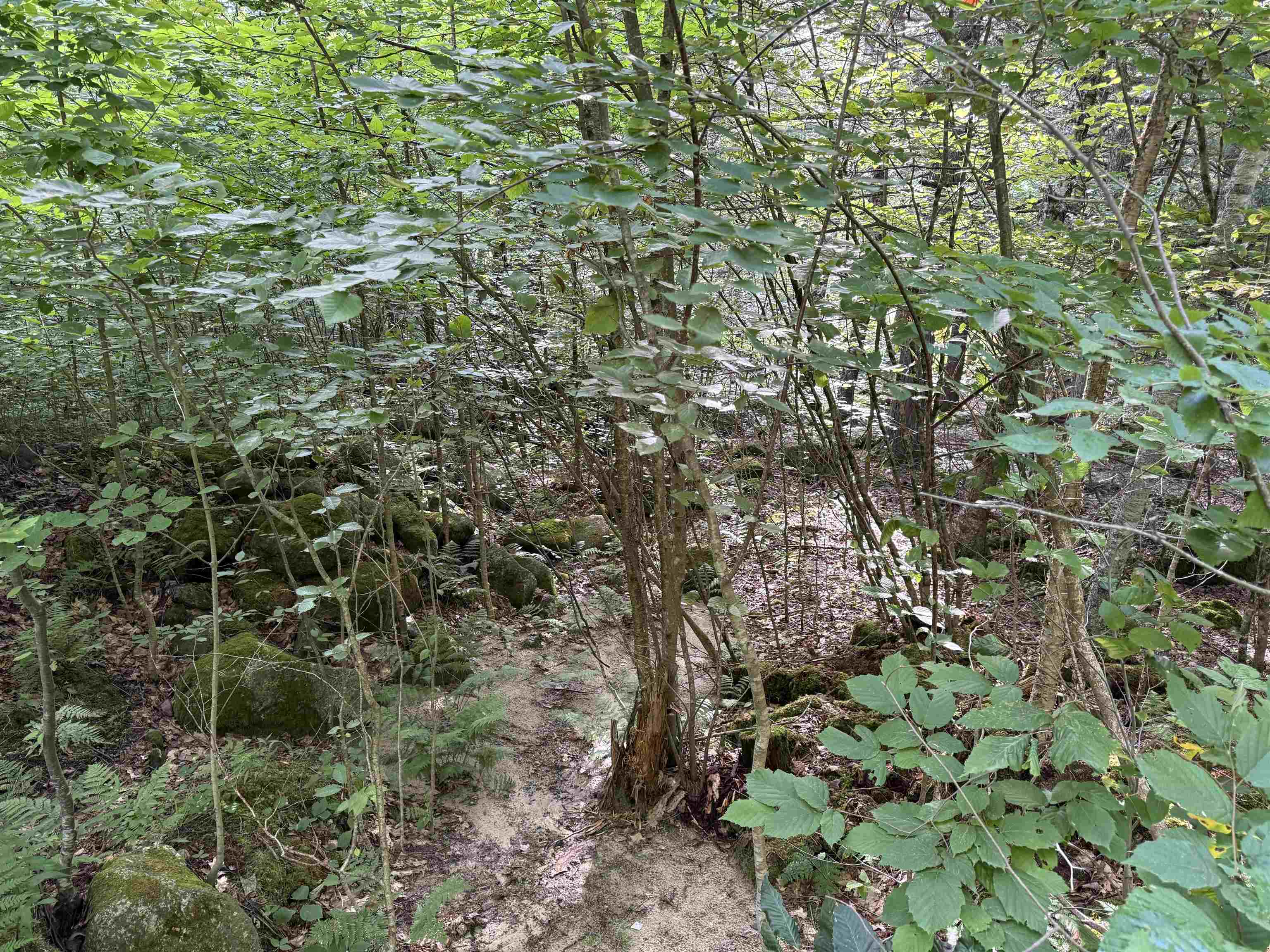 Land in Hillsborough 5