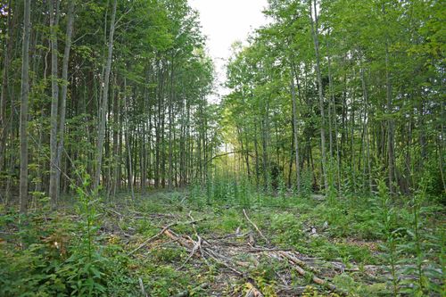 Parcel L Road Tbd, Greenbush Township, MI, 48738 | Card Image