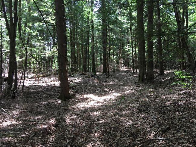 1 - 0 Old Ledge Road, Home with 0 bedrooms, 0 bathrooms and null parking in Westminster VT | Image 5