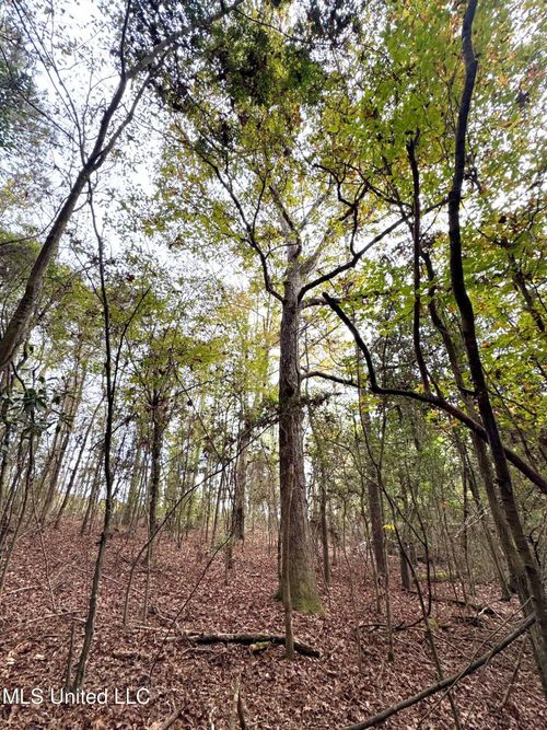 000 Elarton Rd, Osyka, MS, 39657 | Card Image