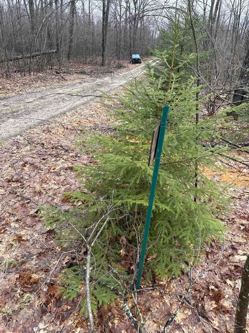 VL Camp Domino Trail, Rust Township, MI, 49746 | Card Image