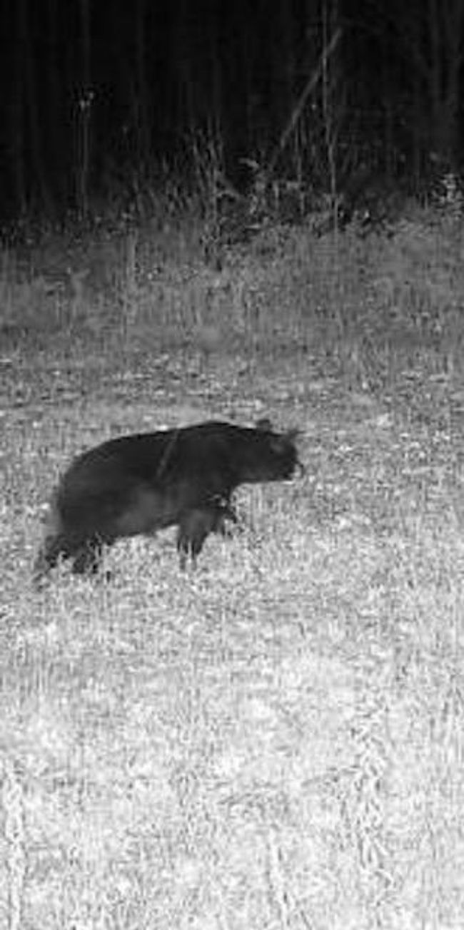 16466 220th Street McGrath bear.jpg | Image 32
