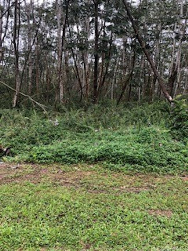 00 Pikake Rd, Home with 0 bedrooms, 0 bathrooms and null parking in Pahoa HI | Image 4