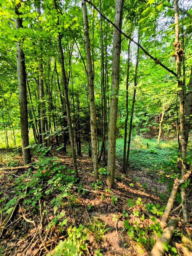 1937140-2c1efb9d-7be6-4f4b-9516-230bc1087fcd.JPG | Image 13