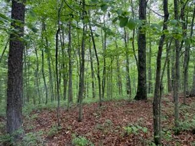 00 Woodsong Haven Ln, Home with 0 bedrooms, 0 bathrooms and null parking in Turtletown TN | Image 8