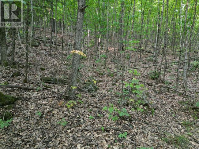 00 Buckslide Rd, Home with 0 bedrooms, 0 bathrooms and null parking in Algonquin Highlands (Stanhope) ON | Image 7