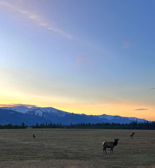 169 S Hill Road, Trout Creek, MT, 59874 | Card Image