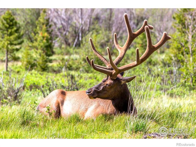 1690 Continental Peaks Cir, House other with 3 bedrooms, 3 bathrooms and 2 parking in Estes Park CO | Image 14