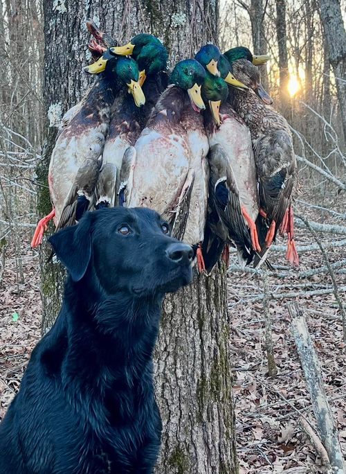 000 Woodruff St, Augusta, AR, 72006 | Card Image