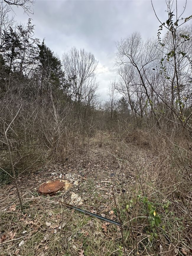 View of local wilderness | Image 6