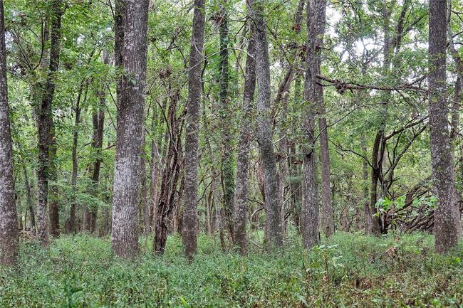 View of woods | Image 7