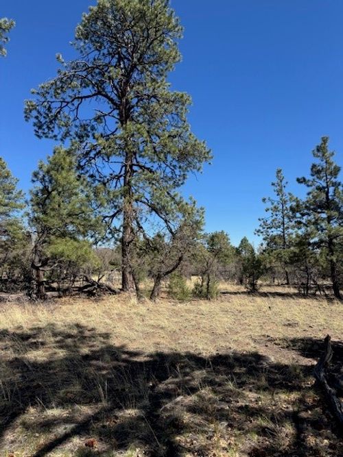 TBD Doe Run Dr, Los Ojos, NM, 87551 | Card Image