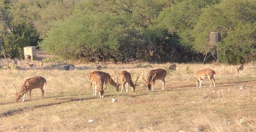 41 State Highway 41, Rocksprings, TX, 78880 | Card Image