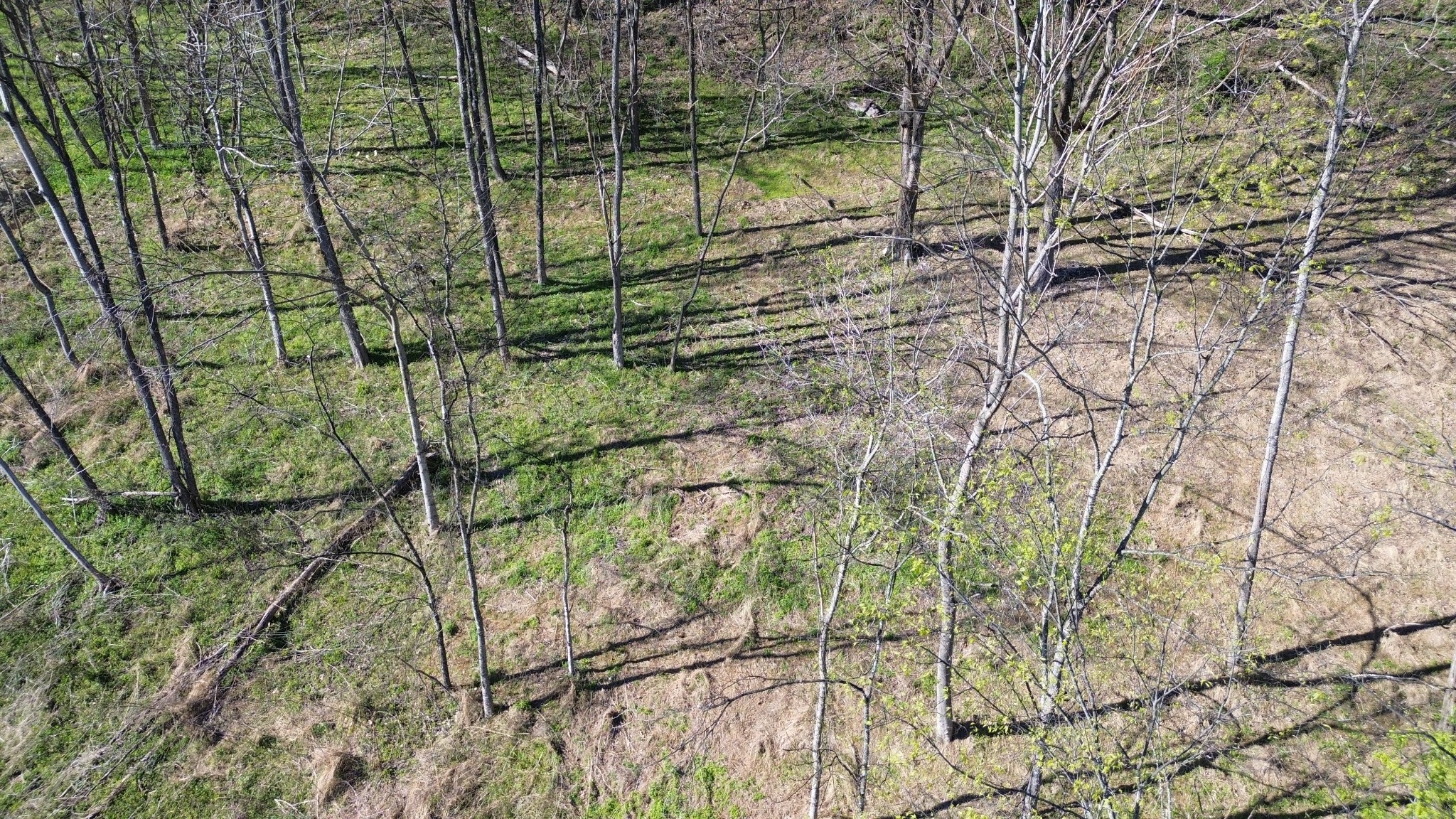 Land in Smithville 5