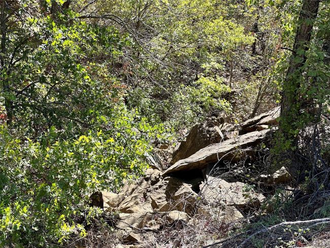 View of local wilderness | Image 8
