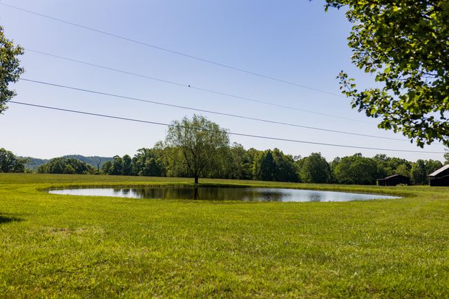 Tranquil Pond with Willow Tree | Image 41