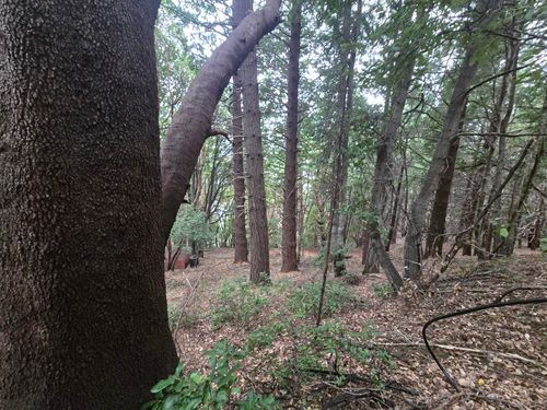 000 Panther Gap Road, Honeydew, CA, 95545 | Card Image