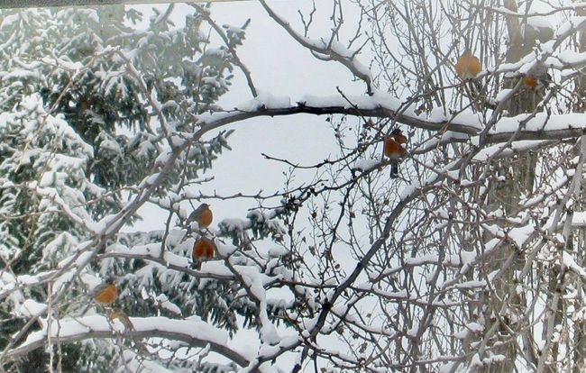 Views from the Living Room Window - Montana Winter | Image 21