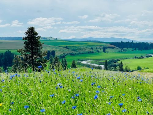 11900 E Hays Rd, Spangle, WA, 99031 | Card Image