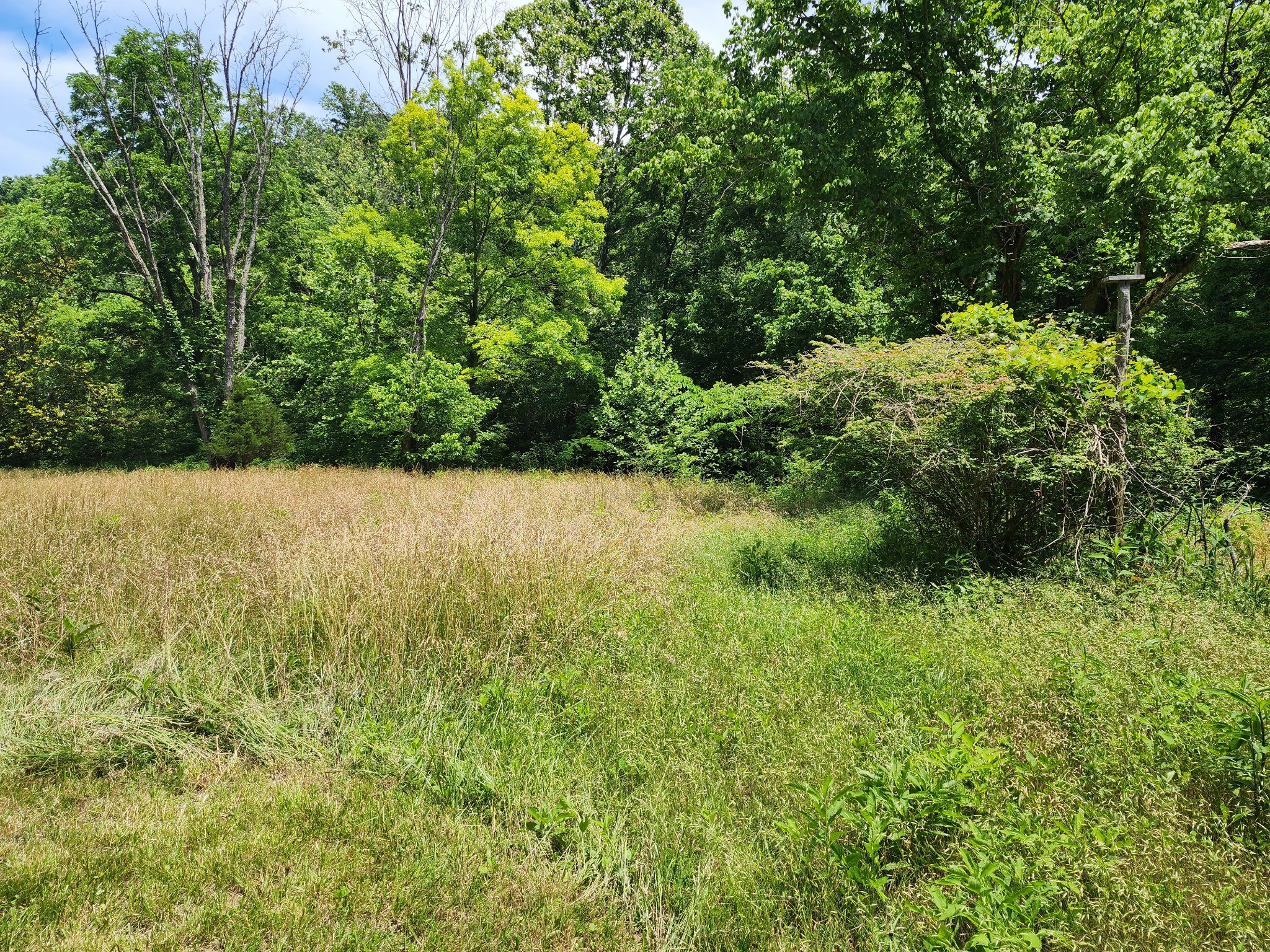 Land in Hartsville 3
