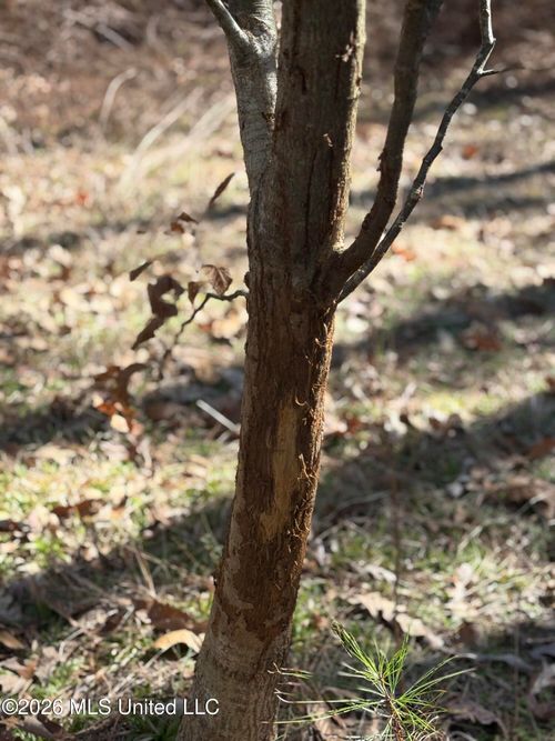 11330 Mississippi 429, Kosciusko, MS, 39090 | Card Image