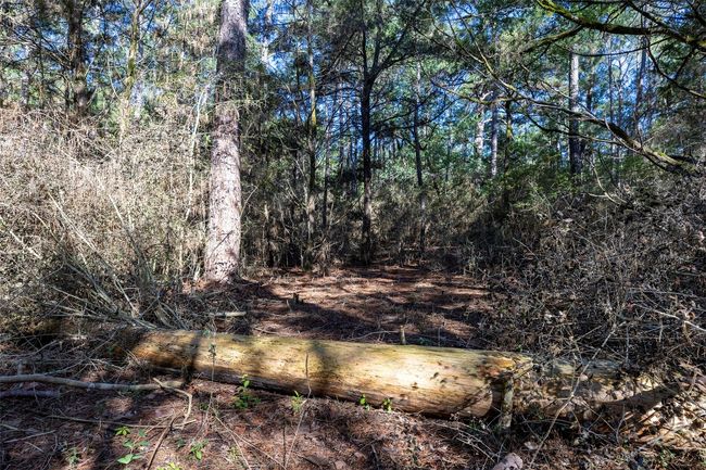 View of nature | Image 8