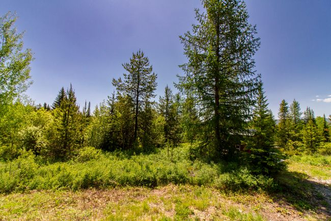 View of wooded area | Image 15