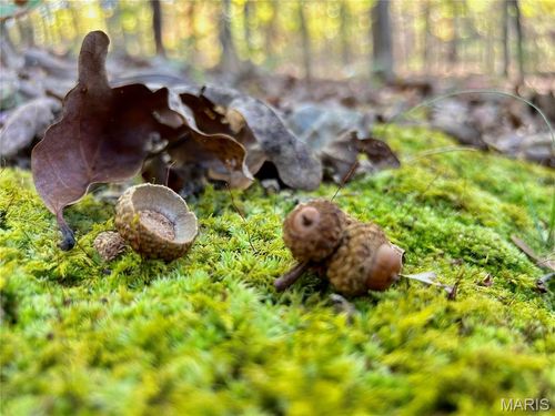 7 County Road 4210, Salem, MO, 65560 | Card Image