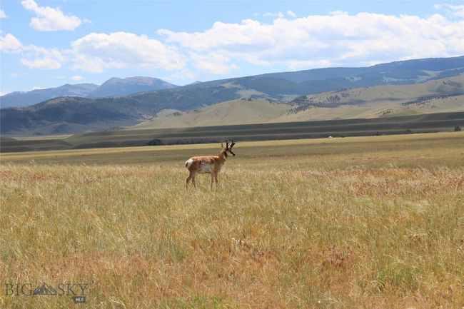 Pronghorn on Sphinx | Image 4