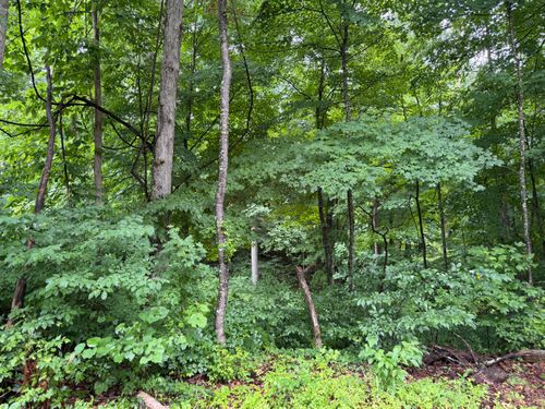 lot 3 George Hardwick Rd, Bronston, KY, 42518 | Card Image