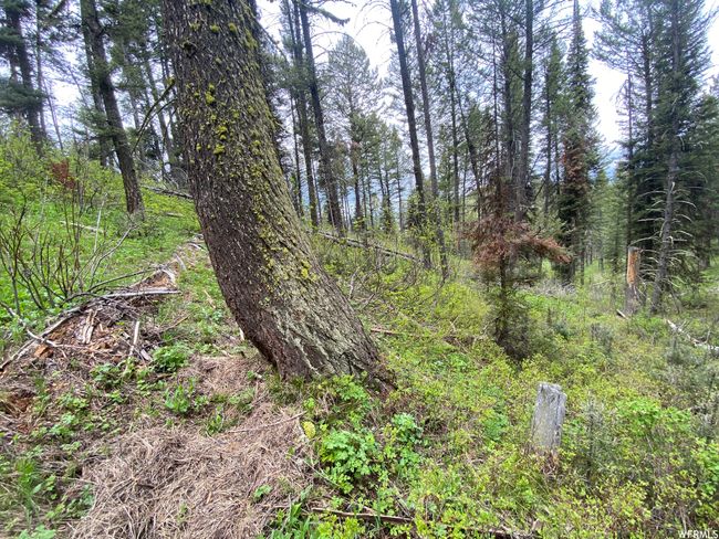View of nature | Image 49