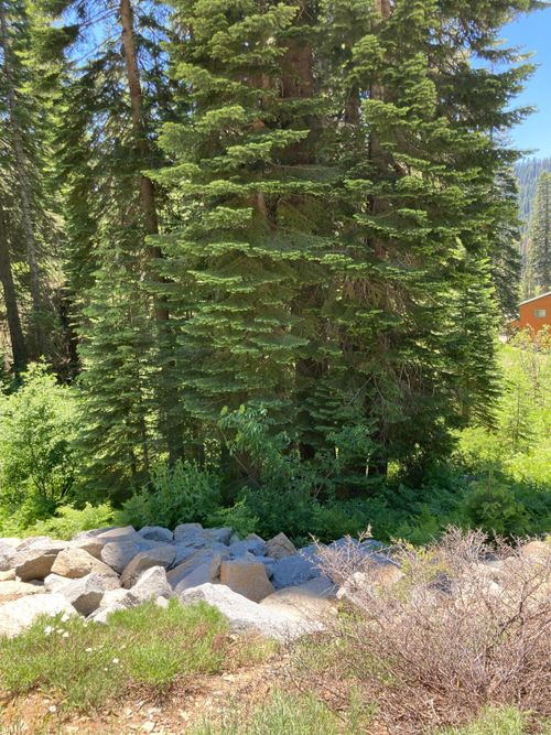 230 Norton Meadows Rd, Quincy, CA, 95971 | Card Image