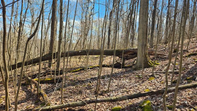 TRACT-2-PIKE-LAKE-GETAWA - 0 Pike Lake Rd, Home with 0 bedrooms, 0 bathrooms and null parking in Bainbridge OH | Image 38