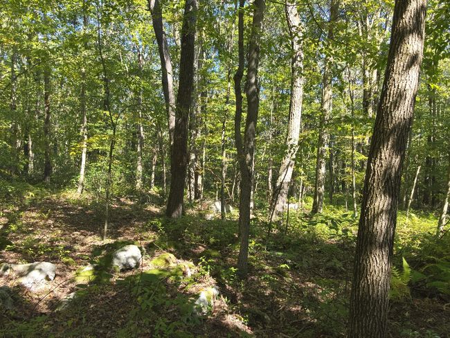0 Forest Rd, Home with 0 bedrooms, 0 bathrooms and null parking in Boswell PA | Image 5
