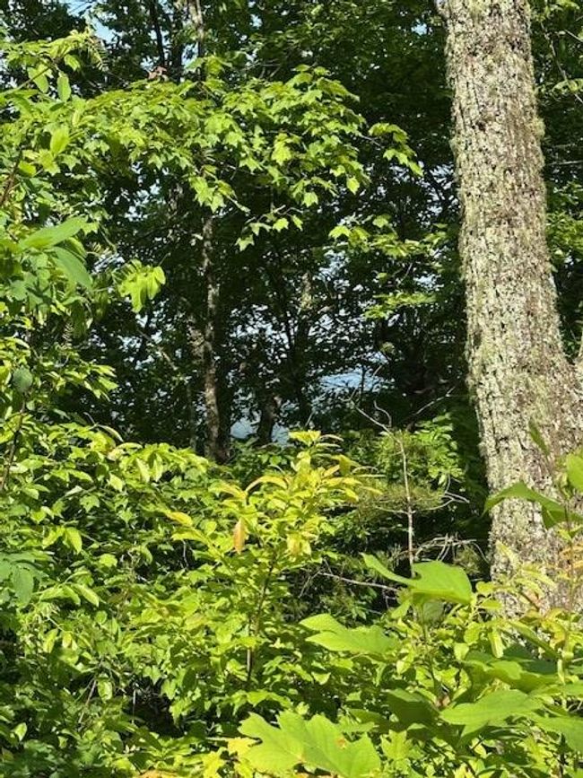 16 Ac Campbell Cove Creek Rd, Home with 0 bedrooms, 0 bathrooms and null parking in Turtletown TN | Image 7